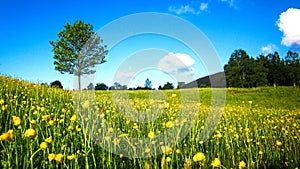 Nature Spring Landscape with A Field of Wild Yellow Buttercups, A Lone Tree and Scattered White Clouds in The Blue Sky