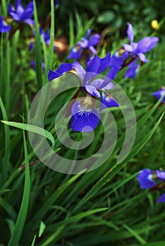 Nature, spring and purple iris in field with natural landscape, calm morning blossom and floral zen. Growth, peace and