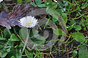 small chamomile flower in grass