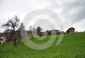 blooming trees - welcome april