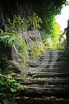 Nature Steps