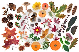 Nature Study in Autumn with Food Flora and Fauna