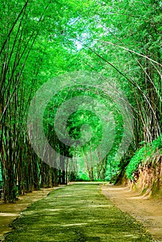 Nature study trail with tunnel of trees in Op Luang National Park at Chiang Mai Province