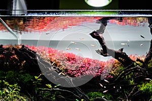 Nature style aquarium tank with a variety  aquatic plants