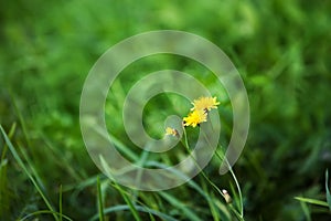 Nature Summer Background with autumn hawkbit flowers. photo