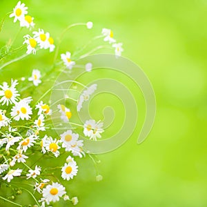 Nature Summer Background with White Daisy flowers