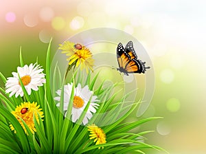 Nature summer daisy flowers with butterfly.
