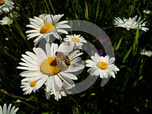 Nature in summer, the insect harvests