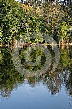 Nature Summer Landscape Reflection Water and Trees