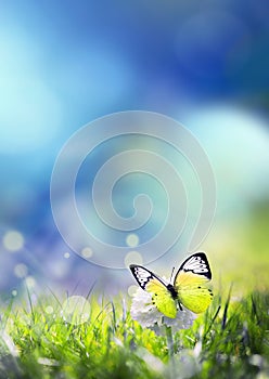 Nature summer meadow bright flower in green grass background. Blue sky and butterfly