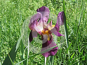 Blooming beautiful garden plant flower iris with lilac petals