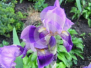 Blooming beautiful garden plant flower iris with lilac petals