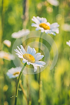 White chamomile or daisy flowers in morning dew on a sunny meadow, vertical background