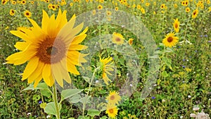 Nature Sunflowers in Bavaria