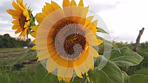 Nature, sunflowers in the field video clip web icons on computer, tablet or ipad devices.