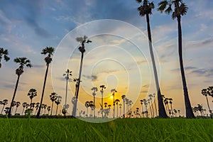 Nature sunrise landscape view of Asian Palmyra palm trees Sugar palm and green rice field at viewpoint of Dongtan Sam Khok,