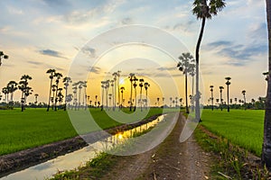 Nature sunrise landscape view of Asian Palmyra palm trees Sugar palm and green rice field at viewpoint of Dongtan Sam Khok,