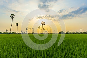 Nature sunrise landscape view of Asian Palmyra palm trees Sugar palm and green rice field at viewpoint of Dongtan Sam Khok,