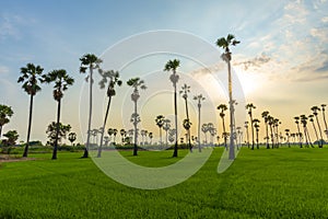 Nature sunrise landscape view of Asian Palmyra palm trees Sugar palm and green rice field at viewpoint of Dongtan Sam Khok,