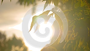 Nature sunset background with foliage silhouette - sun lens flare - slow motion