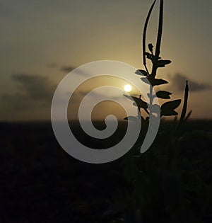 nature sunsets view with baby plant