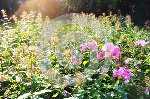 Nature, sunshine and bush of flowers in garden with natural landscape, morning blossom and floral bloom. Growth, flare