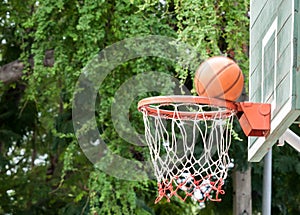 Nature surrounding basketball hoop photo