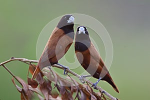 nature in sweet moment, pair of chestnut or black-headed munia perching closely on top dried branch