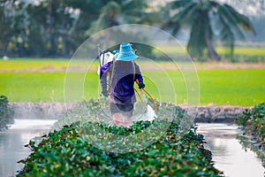 Nature of sweet potatoes plantation, yam farming