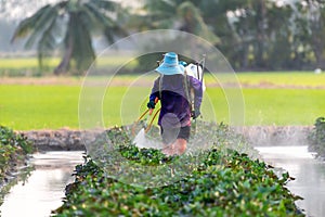 Nature of sweet potatoes plantation, yam farming