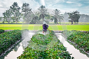 Nature of sweet potatoes plantation, yam farming