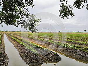Nature of sweet potatoes plantation, yam farming