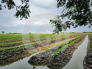 Nature of sweet potatoes plantation, yam farming