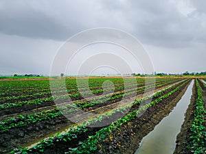 Nature of sweet potatoes plantation, yam farming