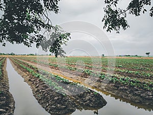 Nature of sweet potatoes plantation, yam farming