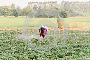 Nature of sweet potatoes plantation, yam farming