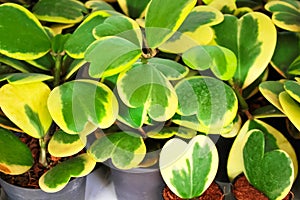 Nature sweetheart hoya leaf pot ornamental plant or Hoya kerrii Craib  on background