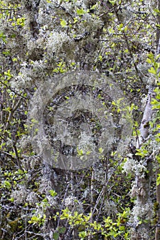 Nature symbiosis with bushy lichen and tree, good air quality