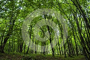 Nature of Syunik Region of Republic of Armenia