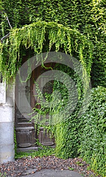 Nature taking over the entrance door