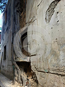 Nature taking over in the streets of Old Havana