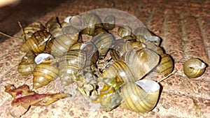 Nature talk of conch shell