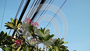 Nature and technology, Plumeria flowering tree and electrical power lines