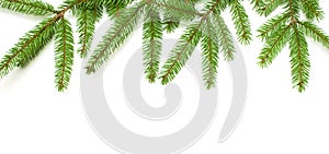 Nature Template with fresh fir tree on white background