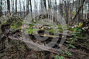 Nature Texture Fallen Tree Trunk With Green Moss