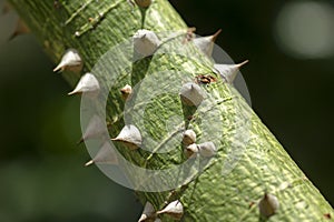 The nature of the thorn Bombax ceiba sharp. photo