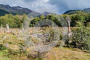 Nature in Tierra del Fuego, Argenti