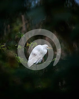 Nature,Time and Patience are the three great physician. . . In Frame : Egret . A : 6.3 E : 1/320 ISO : 800 . Follow for more @the_