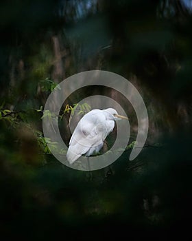 Nature,Time and Patience are the three great physician. . . In Frame : Egret . A : 6.3 E : 1/320 ISO : 800 . Follow for more @the_ photo