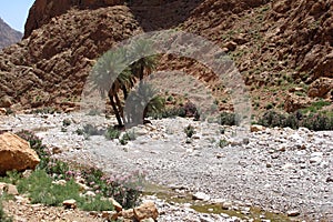 Nature in Todra Gorge, Morocco